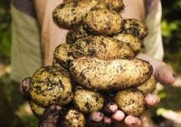 Kaimiņš pirmais izraka kartupeļus, pasauca uz savu zemes gabalu un palielījās ar veidu, kā padarīt augsni auglīgu
