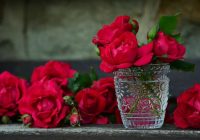Kā izaudzēt rozi no griezta zieda? Izmantojot šo metodi, jums pat nav nepieciešams dārznieks.
