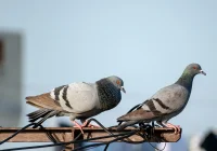 Ko nozīmē, ja baloži lido uz palodzes: slikta vai laba zīme