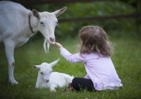 Kā kļūt bagātākiem un veiksmīgākiem Kazas gadā dzimušajiem