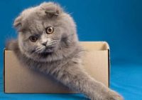 Kāpēc kaķi tik ļoti mīl kartona kastes: iemesli, par kuriem jūs pat neesat aizdomājušies