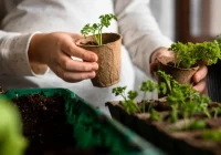 Pilns saraksts: lūk, ko sēt stādiem februārī, lai raža būtu nodrošināta