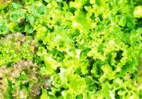 Kāpēc lapu salāti mēdz būt rūgti: atradām atbildi uz jautājumu, kas uztrauc daudzus dārzkopjus