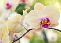 Nosaukts vienīgais iemesls, kāpēc jūsu orhidejas nezied atkārtoti