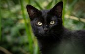 Melnais kaķis mājā: zīmes un interesanti fakti, kas noteikti jūs pārsteigs