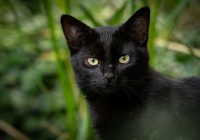 Melnais kaķis mājā: zīmes un interesanti fakti, kas noteikti jūs pārsteigs