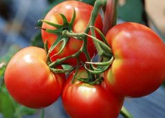 4 pamatnoteikumi tomātu audzēšanai
