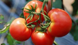 4 pamatnoteikumi tomātu audzēšanai