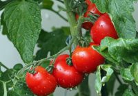 Lēta metode no vecmāmiņas. Stādot tomātus, pievienojiet šo tableti bedrē, un tomātu skaits uz krūma kļūs daudzkārt lielāks