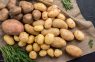 Triki, kas pasargās kartupeļu lauku no stiepļu tārpa: ne visi dārzkopji par to zina