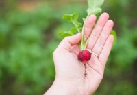 Ko darīt, ja redīsi pēc sēšanas slikti sadīgst? Agronoma padoms