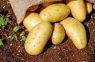 Izvēlamies bez ķīmijas! Kas jāzina ikvienam, dodoties uz tirgu, lai iegādātos jaunos kartupeļus?