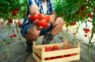 Tuvojas liels karstuma vilnis: Kā pareizi laistīt tomātus karstā laikā, lai nesabojājiet ražu