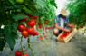 Instrukcija kā paātrināt tomātu nogatavošanos siltumnīcā un iegūt lielisku ražu