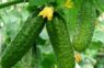 Izvairieties no gurķu lapu dzeltēšanas: efektīvi padomi, kas glābs ražu