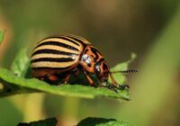 Kā aizsargāt kartupeļus pret kartupeļu vaboli: dažādas metodes