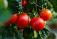 Tomāti un karstums: ko labāk nedarīt ar tomātiem, kad ārā ir augsta temperatūra