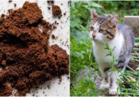 10 iemesli, kāpēc izmantot kafijas biezumus dārzkopībā, lai uzlabot augu un augsnes stāvokli