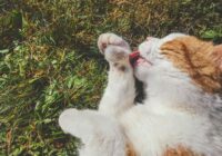 Vai zinājāt, ka tveice ir ļoti bīstama arī kaķiem? 5 veidi, kā palīdzēt mājdzīvniekam pārdzīvot lielo karstumu