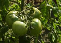 Kas jūlijā noteikti jādara ar tomātiem – padomi labai ražai. Kā panākt intensīvu augļu rašanos un kvalitatīvu nogatavošanos