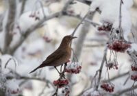 Zvaigžņu prognoze 19. februārim: Jaunavai – veiksme it visā, Strēlniekam – balva