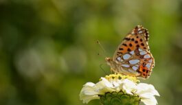 Horoskops 10. jūlijam: Jaunavām – iepriecinoša lieta, Strēlniekiem – ielūgums