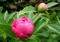Kad un kā stādīt peonijas, lai iegūtu bagātīgus ziedus?